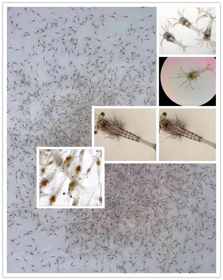 artemia cysts shrimp larval feed