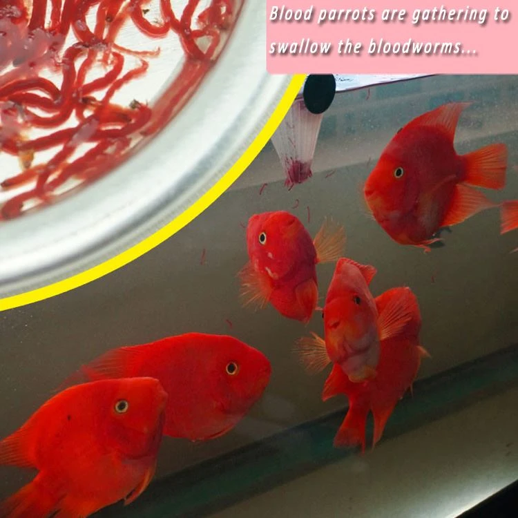 Fish consuming bloodworm in fish tank