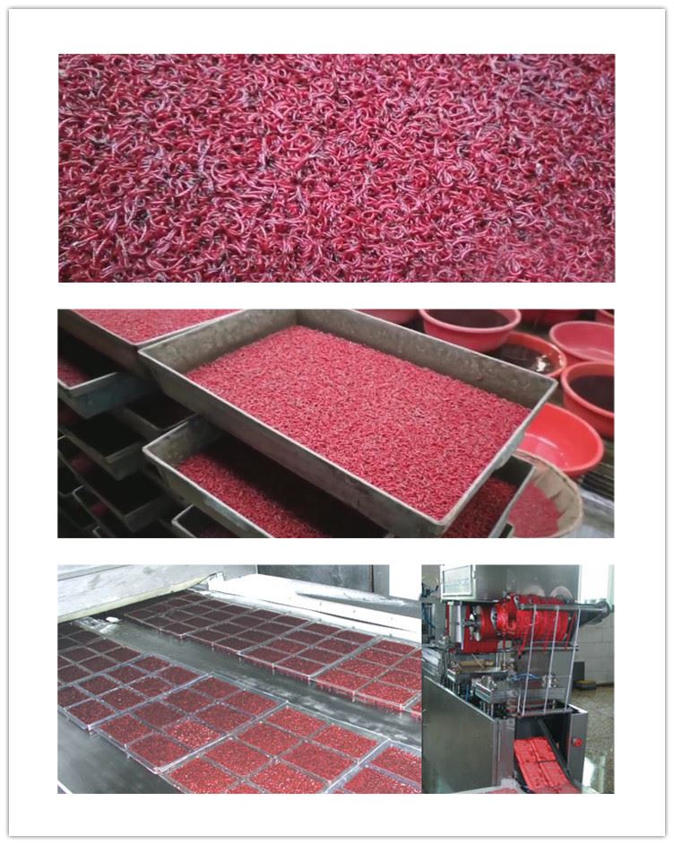 Frozen bloodworm under processing