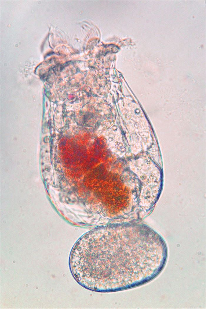 Brachionus plicatilis rotifer