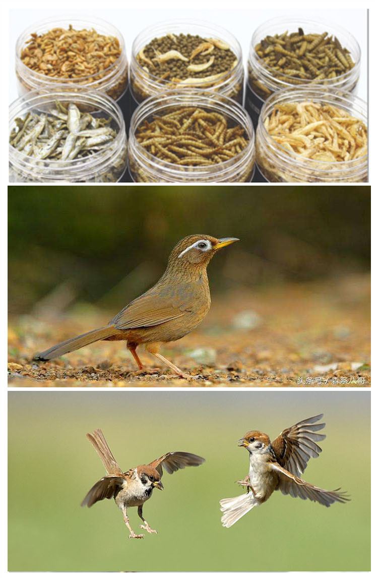 Dried Insects Medley
