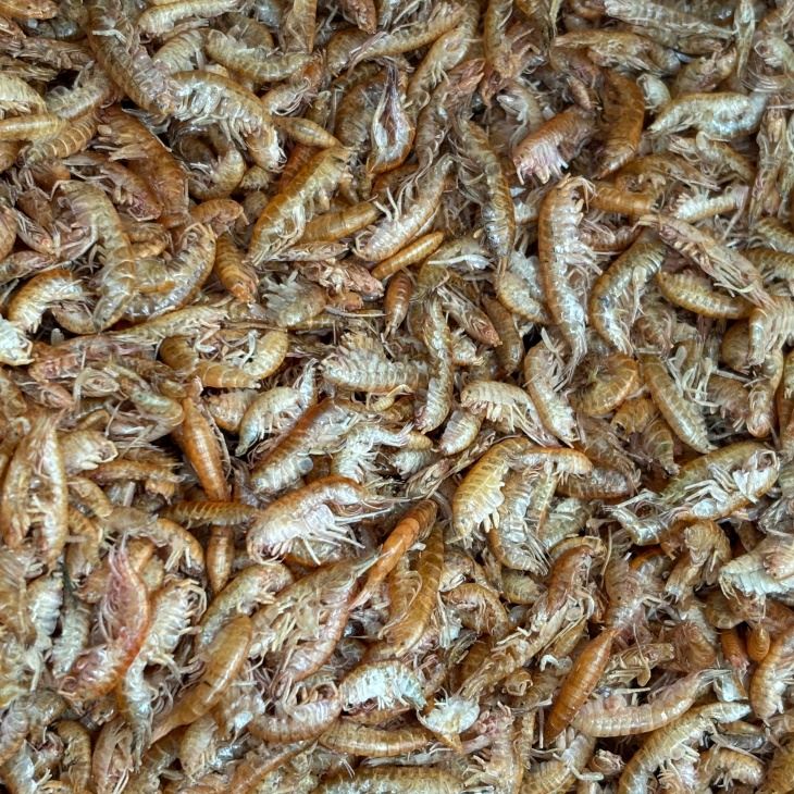 Singular Freeze Torked Gammarus Food for Fish
