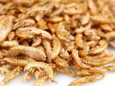 aquarium freeze dried gammarus aquarium freeze dried gammarus