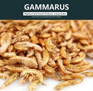 Dried Gammarus shrimp Food