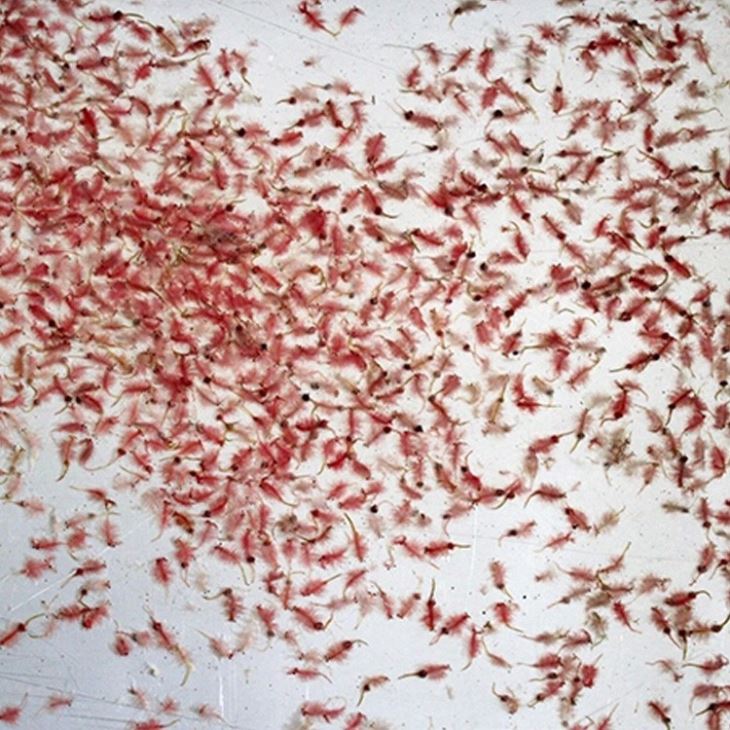 Frozen Brine Shrimp Blister